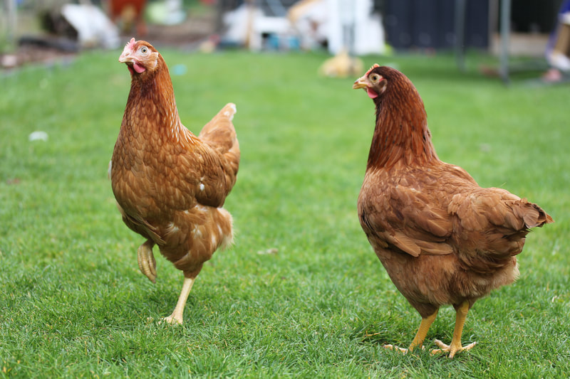 Vernietigen Nuchter voorzichtig Legkippen en pluimvee - Dierenspeciaalzaak Dieren Drent